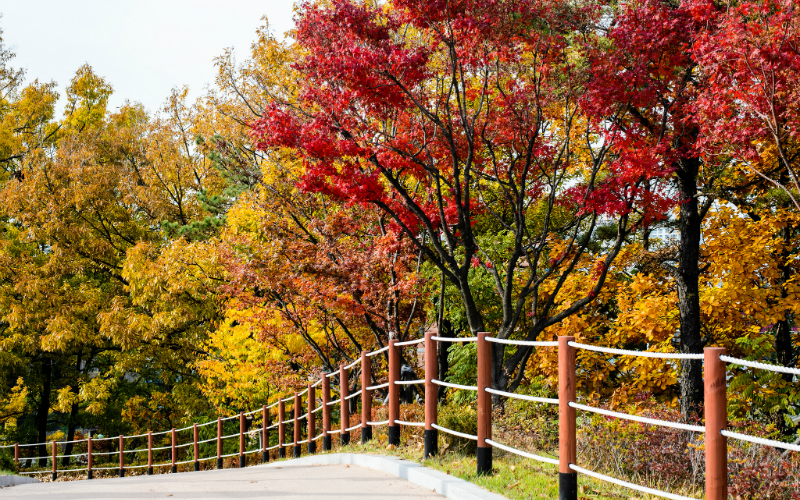 21 Photos Of Seoul During Autumn That Will Make You Fall In Love With 