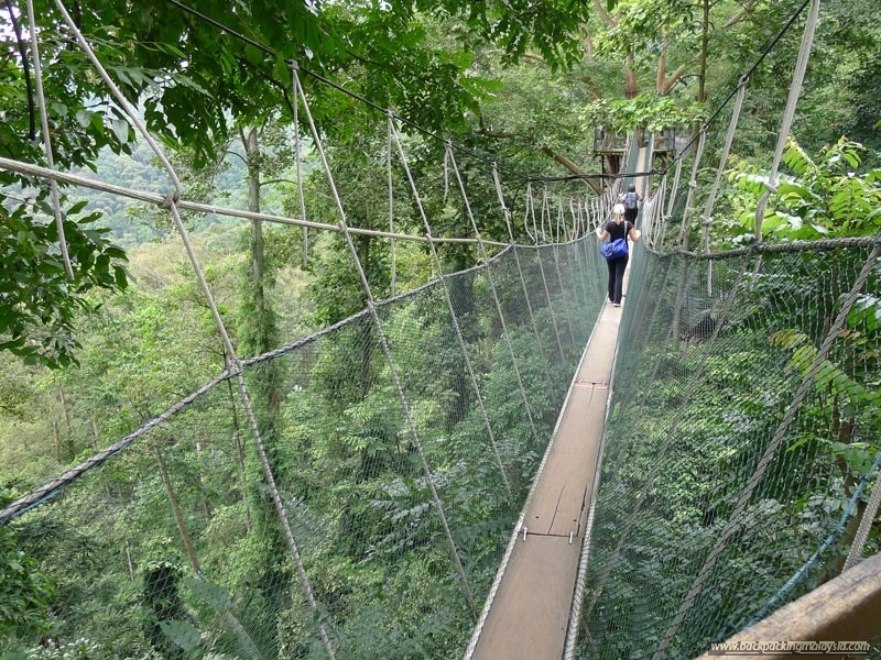 frim-forest-research-institute-malaysia-kuala-lumpur-canopy-walk3__large