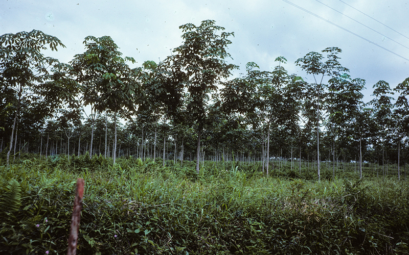 "Coffee plantation." (Editor's note: The original caption says coffee plantation, but this is in fact a rubber plantation."