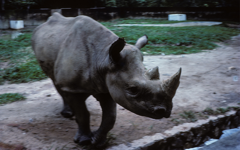 "Sumatran rhinoceros."