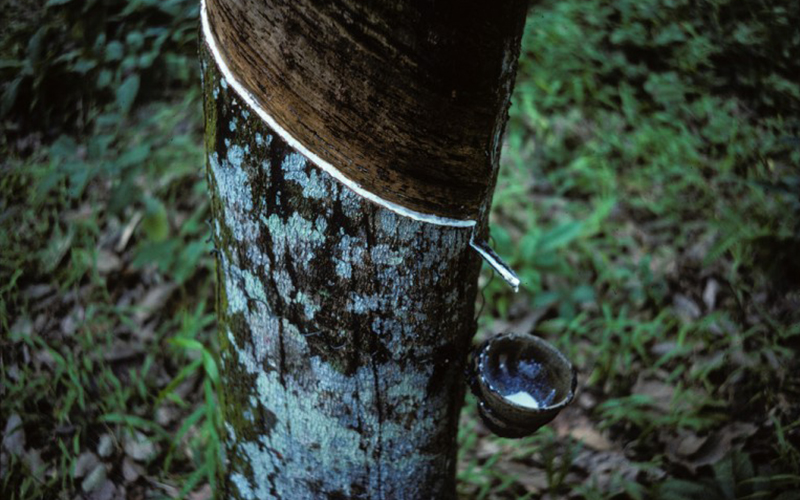 "From the rubber tree: The small bowl collects the latex from the rubber tree." 