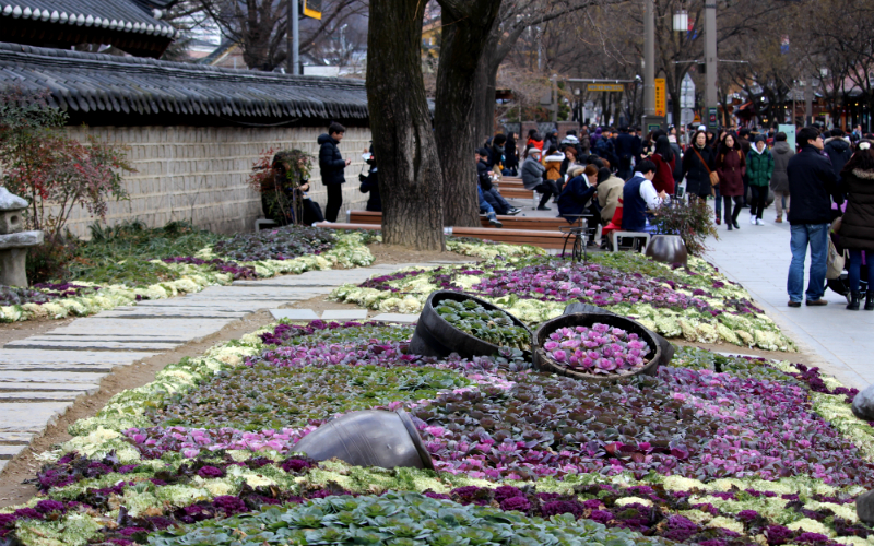 Snapshots_SK_Jeonju_CabbageField