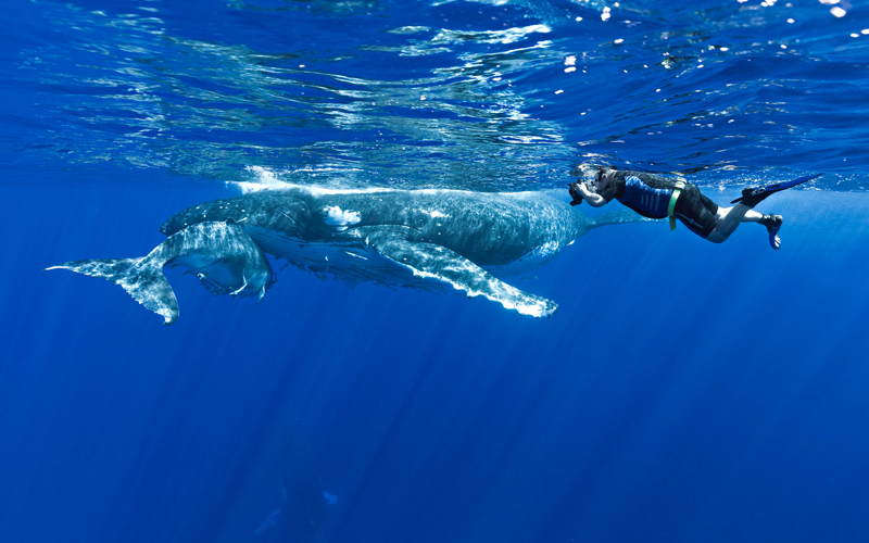 Tonga is one of the only countries that you can swim with humpback whales. (Pic credit: majesticwhaleencounters.com)