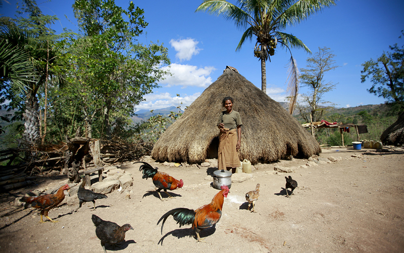 Batista Dos Santos stands in front of her traditional home, surrounded by roosters, in Bertakefe, Timor-Leste. (Photo credit: UN Photo/Martine Perre)