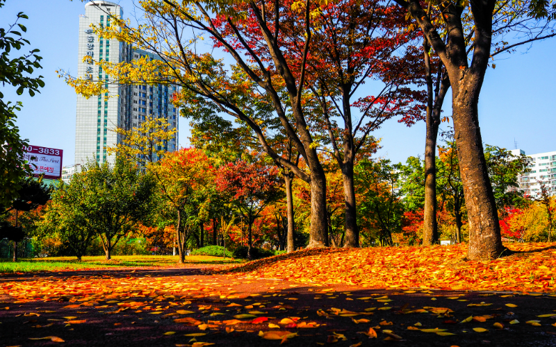 21 Photos of Seoul During Autumn That Will Make You Fall In Love With ...