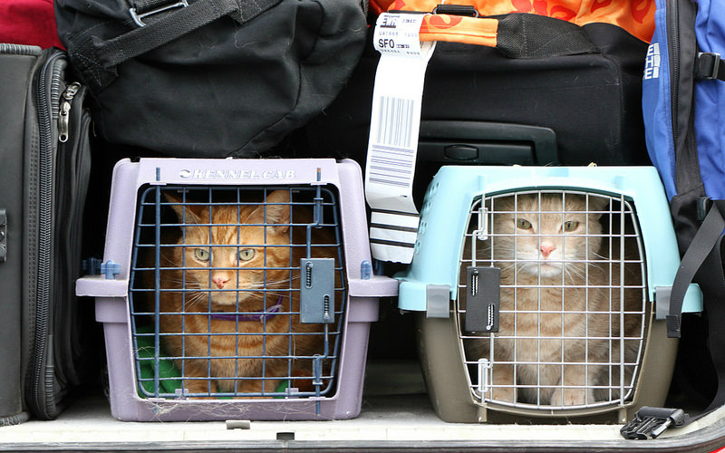 cat travelling on plane