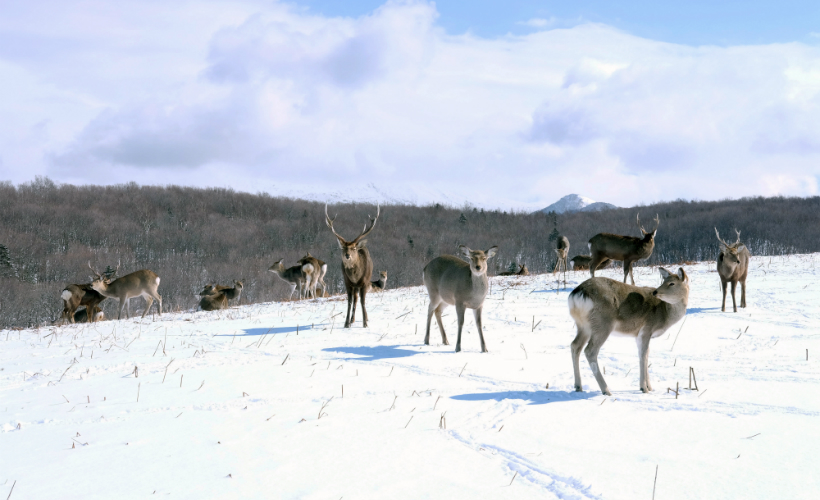 Hokkaido Snow Tour - Shiretoko_deer3