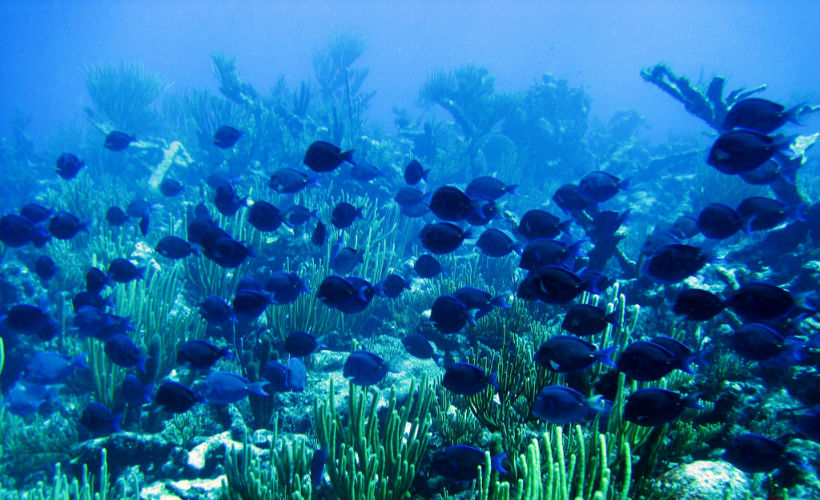 The school of blue tang fish that Swanson and her team are currenlty investigating in South Pacific (Photo credit: NOAA Photo Library/Flickr)