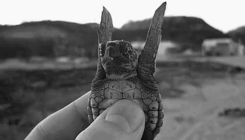 turtle_gif