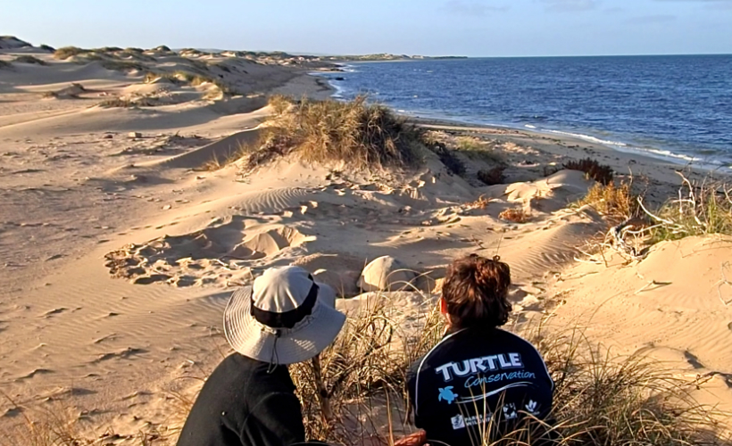 turtle_ningaloo