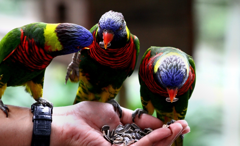 The World's Largest Free-flight Walk-in Aviary, KL Bird Park, covers over 20 acres of land (Photo Credit: Flickr / Phalinn Ooi)