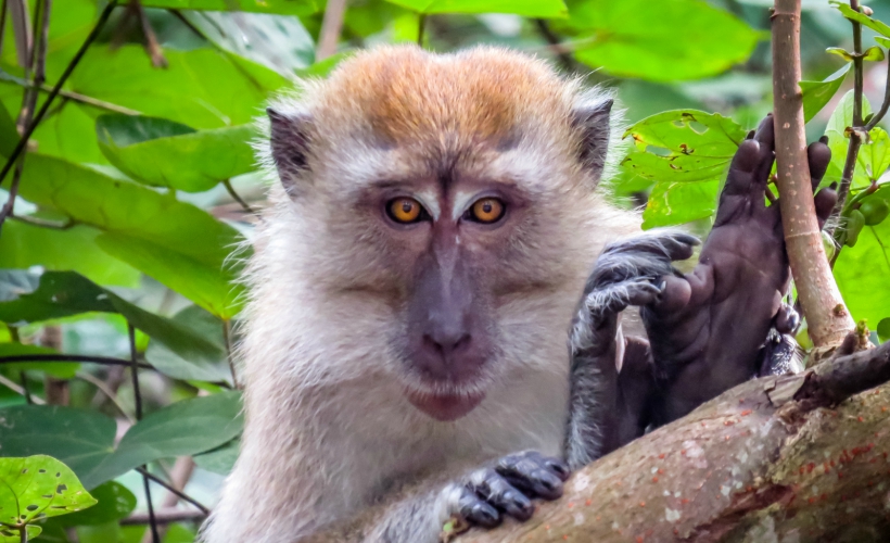 Expect company if you're camping out on Monkey Beach at Penang National Park (Photo Credit: Flickr / Pekka Oilinki)