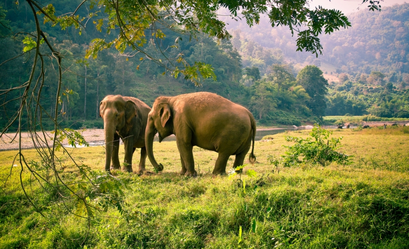 At the Elephant Nature Park, volunteers and visitors have an opportunity to interact with more than 70 elephants.  (Photo Credit: Flickr / Angela Rutherford)