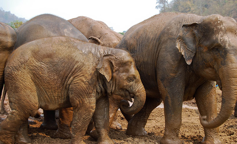 Elephant-Nature-Park-Thailand_pc-ryanh.Flickr