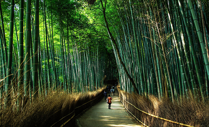 kyoto-bambooforest