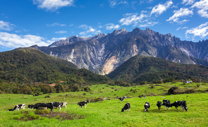 Kundasang_Dairy_cows_grazing_with_Mt._Kinabalu_in_the_background