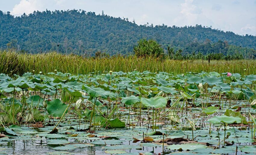 Field of pink lotus flowers blooming across the calm surface of Lake Chini in Pahang, Malaysia.