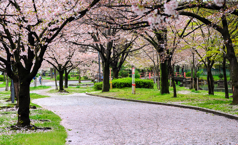 Kema-Sakuranomiya-Park