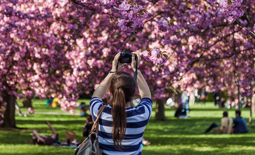capturing-the-beauty-of-cherry-blossoms_pc_Alexander-Ipfelkofer