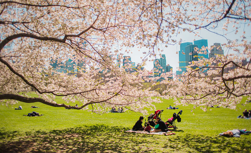 cherry-blossom-picnic_pc_ayumi-sakamoto