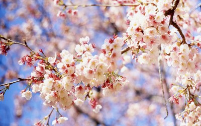 seouldressing