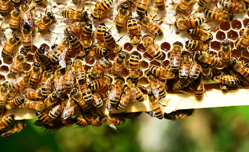 honey-bees-bees-hive-bee-hive-53444