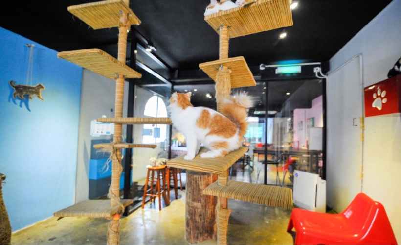 are there any cat cafes near me