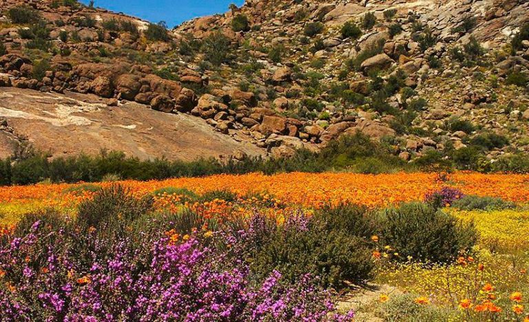 The Namaqualand Flower Route