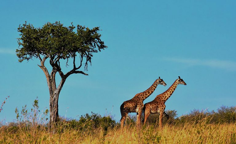 5 Facts About The Migration In The Serengeti