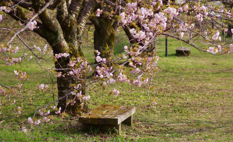 Japan’s Cherry Blossoms Predicted To Arrive Early In 2019