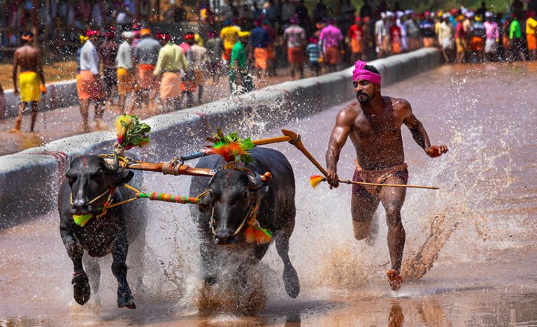 Run With The Wind: India’s Kambala Buffalo Race