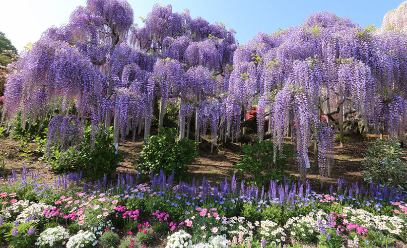 Tochigi, Japan’s Magical Wisteria Garden Zafigo