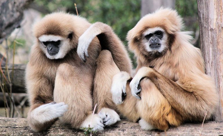 Holidaying Among The Gibbons In Huay Xai, Laos