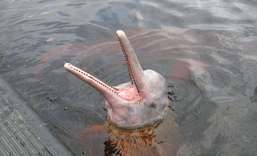 Rare pink dolphins play with fisherman near Thai island of Koh Pha Ngan