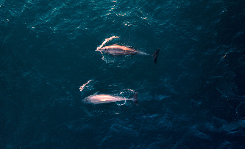 Rare pink dolphins play with fisherman near Thai island of Koh Pha Ngan