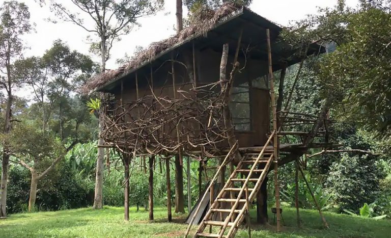 bamboo-treehouse-1 - Zafigo