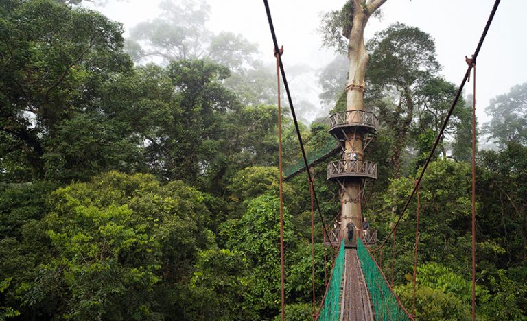 Nature Calling: 11 Of Malaysia’s Most Stunning Canopy Walks - Zafigo