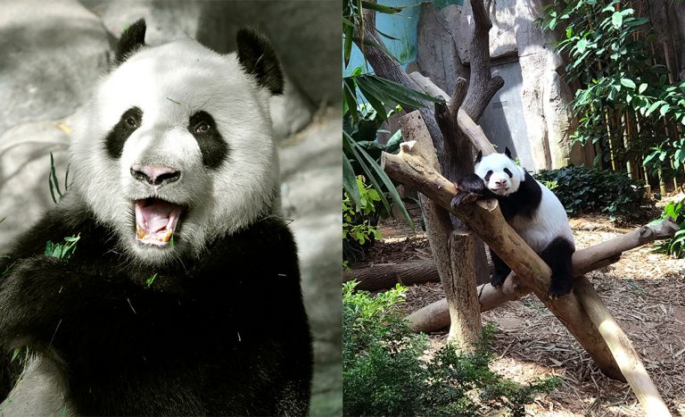 Singapore’s First Giant Panda Cub Says Hello To The World