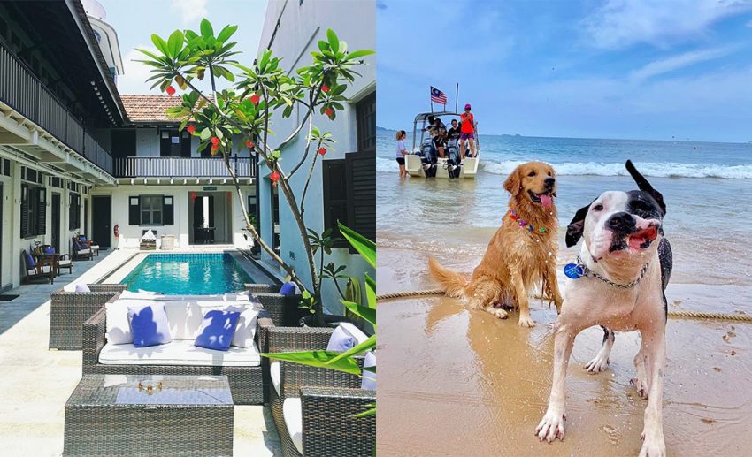 Dog friendly beach store hotels