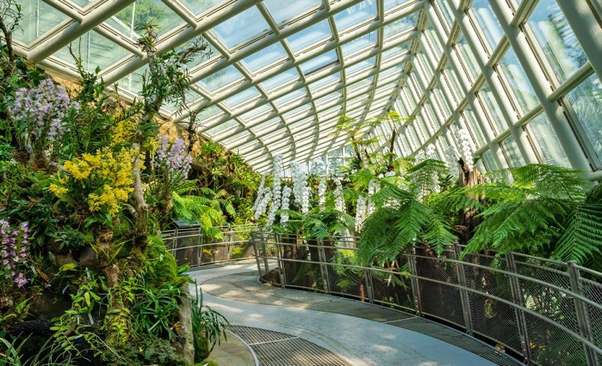 Be transported to the highlands at the new Tropical Montane Orchidetum at Singapore Botanic Gardens