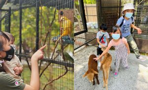Enjoy A Furry Good Time At G2G Animal Garden In Serdang