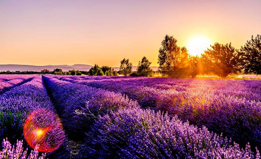 Lavender fields of Provence, France