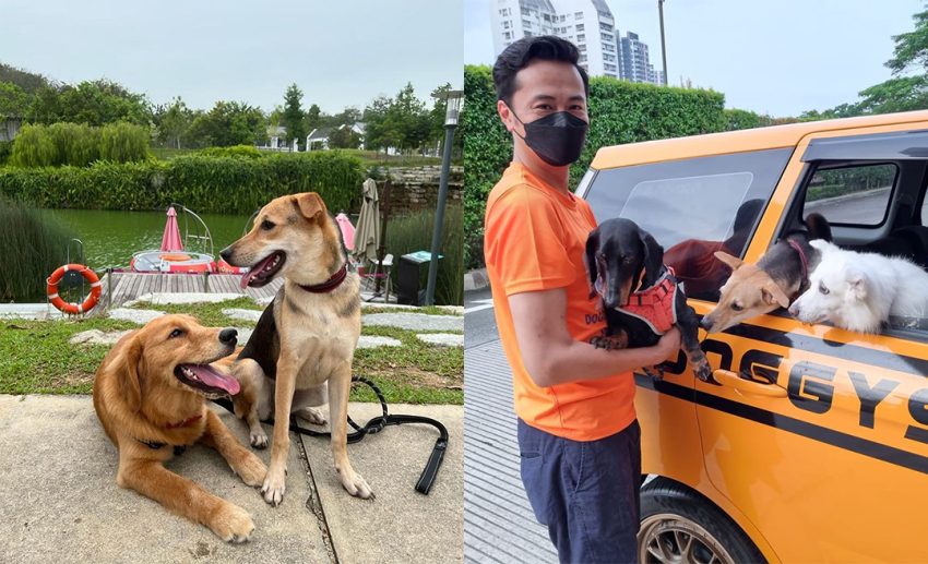 Doggy School Bus, Selangor