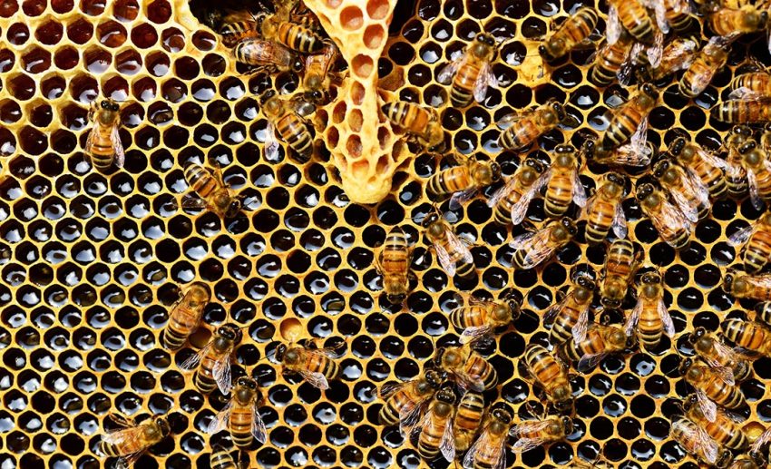 Basic treatment for bites and stings - Bees, wasps, and hornets