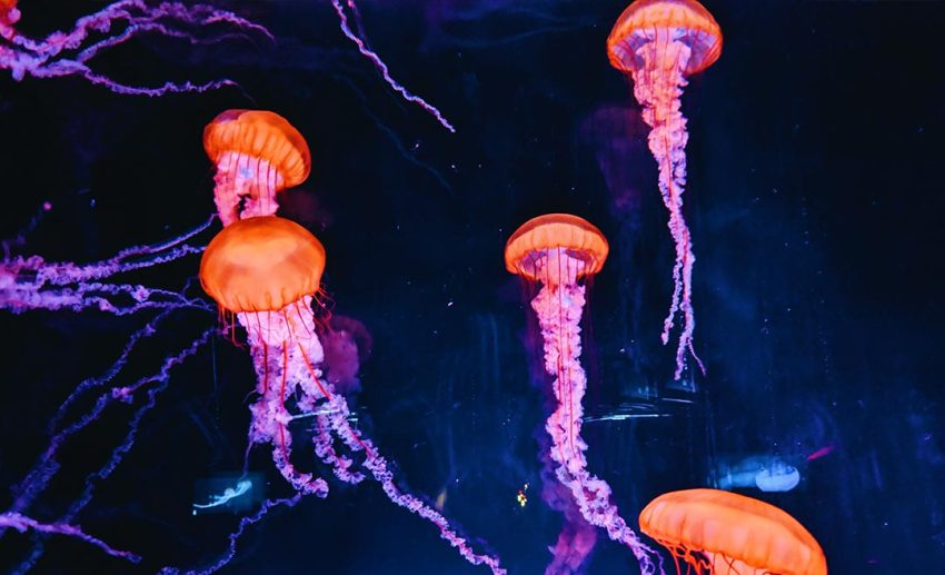 Jellyfish and sea urchins