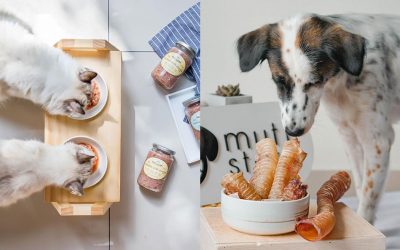 8 Malaysian Homemade Pet Food & Treat Stores For Your Fur-babies