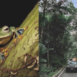 Malaysia’s Most Beautiful National Parks & What To Do There