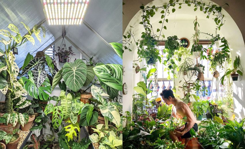 7 Instagram Accounts To Shrub-scribe To For Plant Inspiration