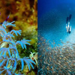 Malaysia’s Best Diving Spots & What Makes Them Special