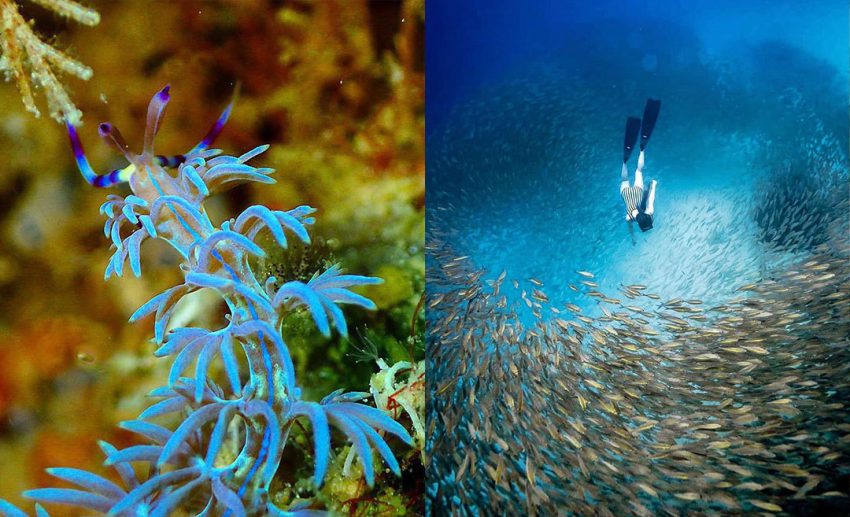 Malaysia’s Best Diving Spots & What Makes Them Special